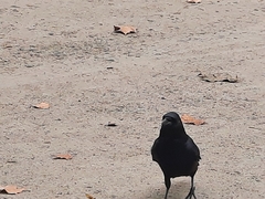 Corvus corone