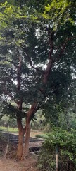 Fabaceae