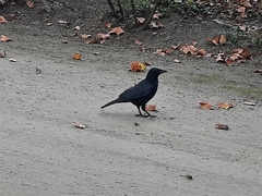 Corvus corone