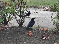 Corvus corone