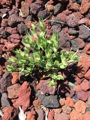 Spigelia hedyotidea