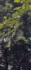 Fabaceae