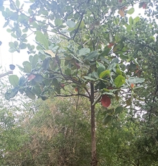 Terminalia catappa