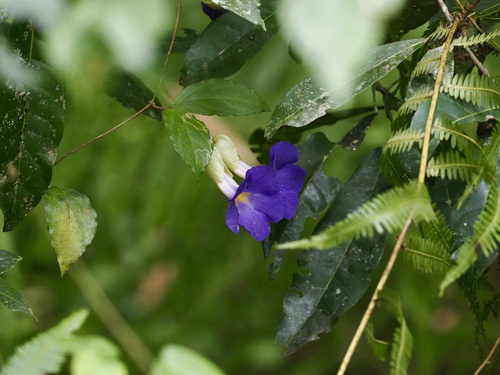 Thunbergia erecta image