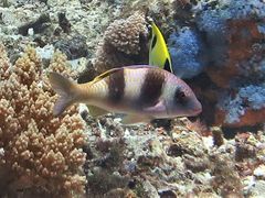 Parupeneus crassilabris