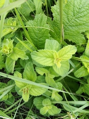 Acalypha punctata punctata