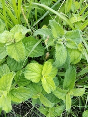 Acalypha punctata punctata