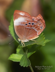 Abisara saturata