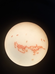 Eriococcus