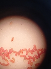 Eriococcus