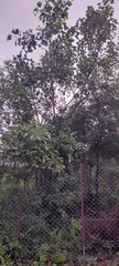 Ficus religiosa