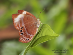 Abisara saturata