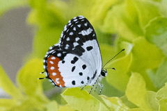 Talicada nyseus nyseus