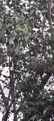 Ficus religiosa