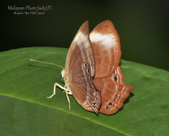 Abisara saturata
