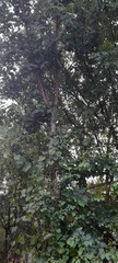 Fabaceae