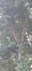 Fabaceae