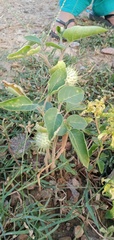 Datura innoxia