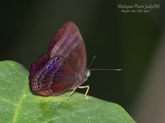 Abisara saturata