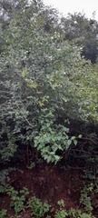 Nyctanthes arbor-tristis