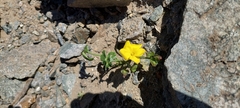 Oxalis bulbocastanum