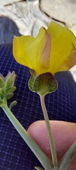 Oxalis bulbocastanum