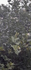 Nyctanthes arbor-tristis