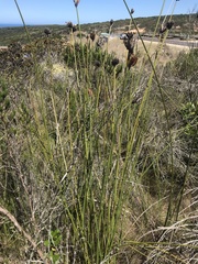 Bobartia orientalis