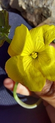 Oxalis bulbocastanum