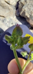 Oxalis bulbocastanum