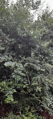Nyctanthes arbor-tristis