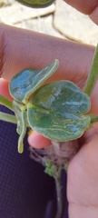Oxalis bulbocastanum