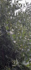Nyctanthes arbor-tristis