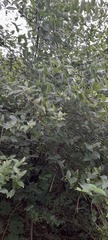 Nyctanthes arbor-tristis