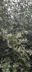 Nyctanthes arbor-tristis