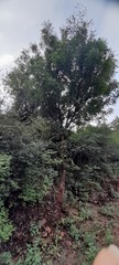 Azadirachta indica