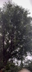 Azadirachta indica