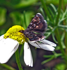 Heliothela wulfeniana