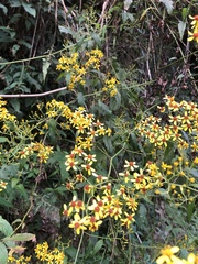 Senecio scandens incisus