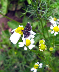 Heliothela wulfeniana