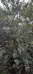 Nyctanthes arbor-tristis