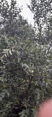 Nyctanthes arbor-tristis