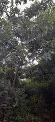Moringa oleifera