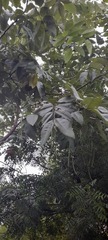 Moringa oleifera