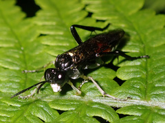 Macrophya militaris