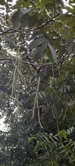 Moringa oleifera
