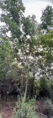 Moringa oleifera