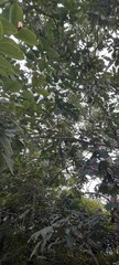 Moringa oleifera