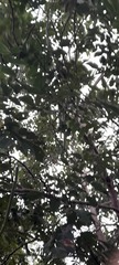 Moringa oleifera