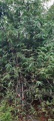Bambusa vulgaris